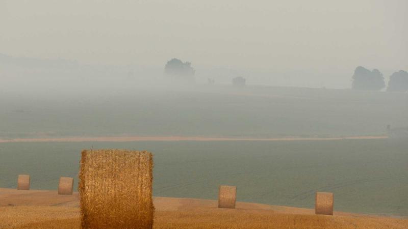 How to Choose Pet Insurance for Cats: A 2025 Buyer’s Guide - illustration 1