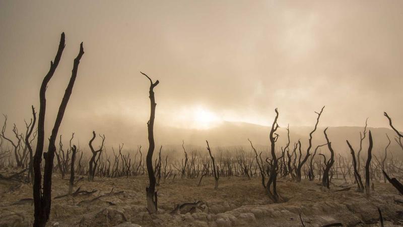 Pet Insurance vs Veterinary Savings Plans: Which Is Better in 2026? - illustration 3