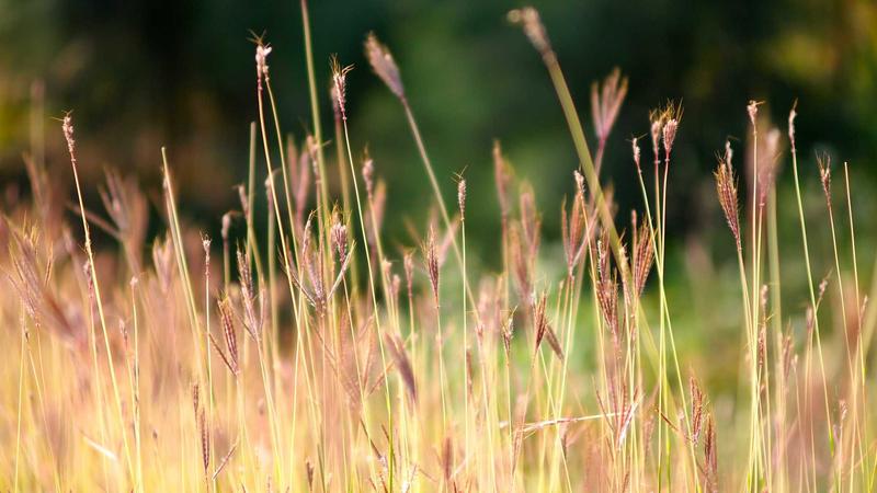 State Farm Auto Insurance Review 2026: Coverage, Rates & Customer Feedback - illustration 2